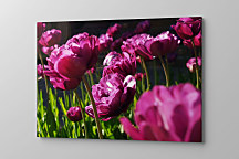 Úžasný obraz s tulipánmi zs1299